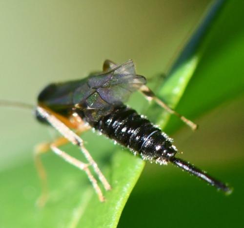 Réf. 295 068 : Pimplinae inconnu